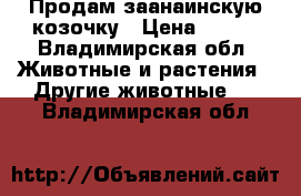 Продам заанаинскую козочку › Цена ­ 500 - Владимирская обл. Животные и растения » Другие животные   . Владимирская обл.